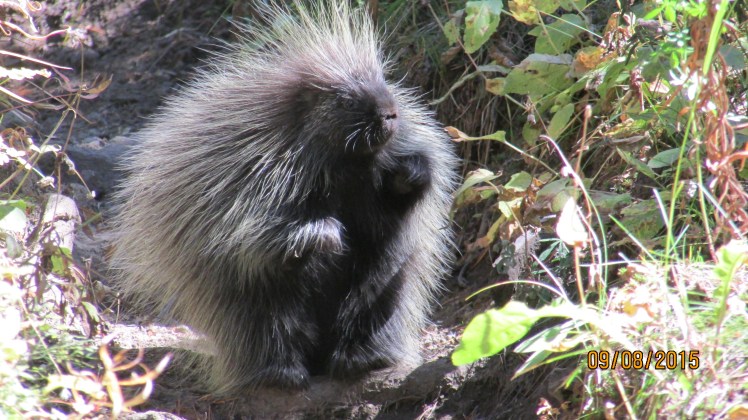 Yellow September 155