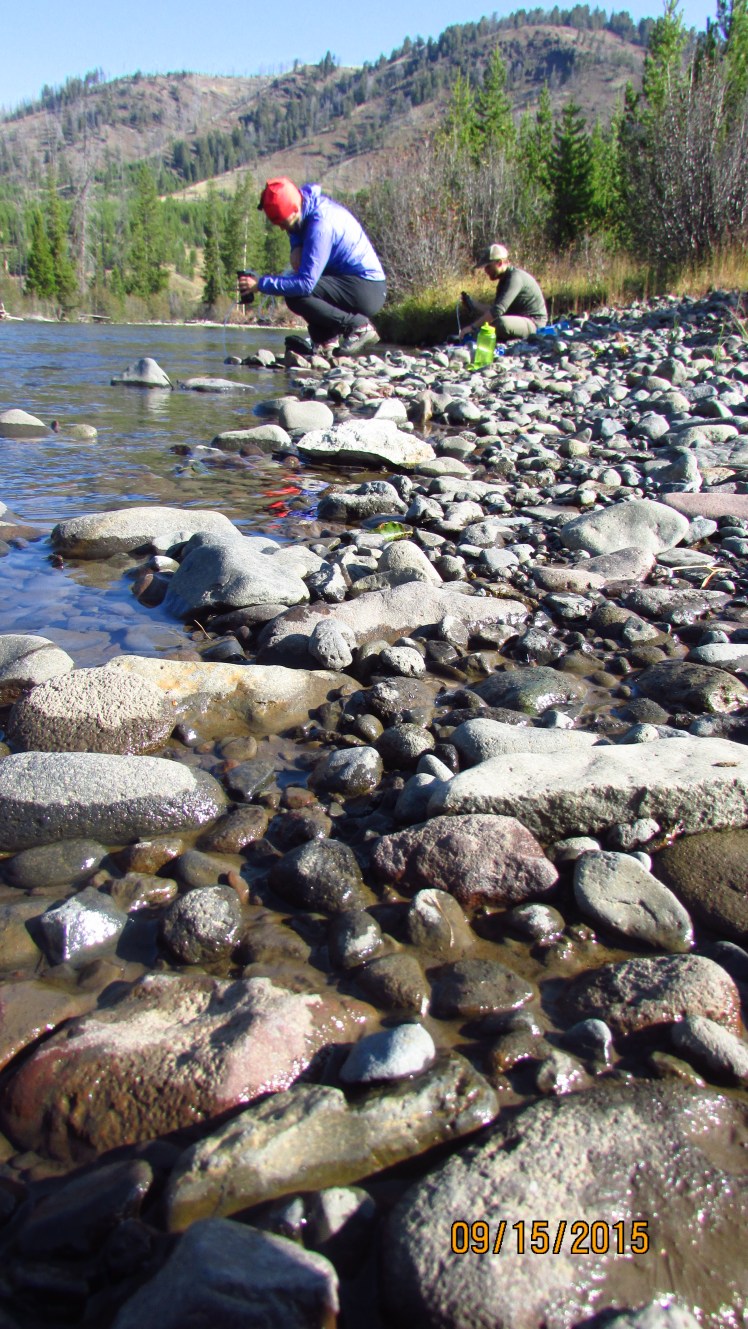 Yellow September 255