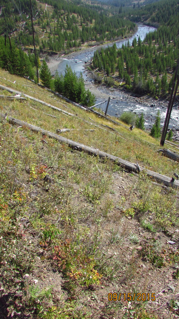 Yellow September 264