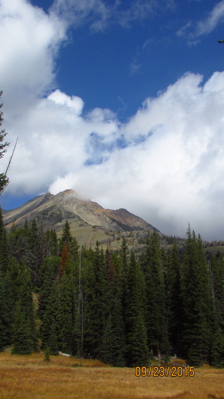 Yellow September 380