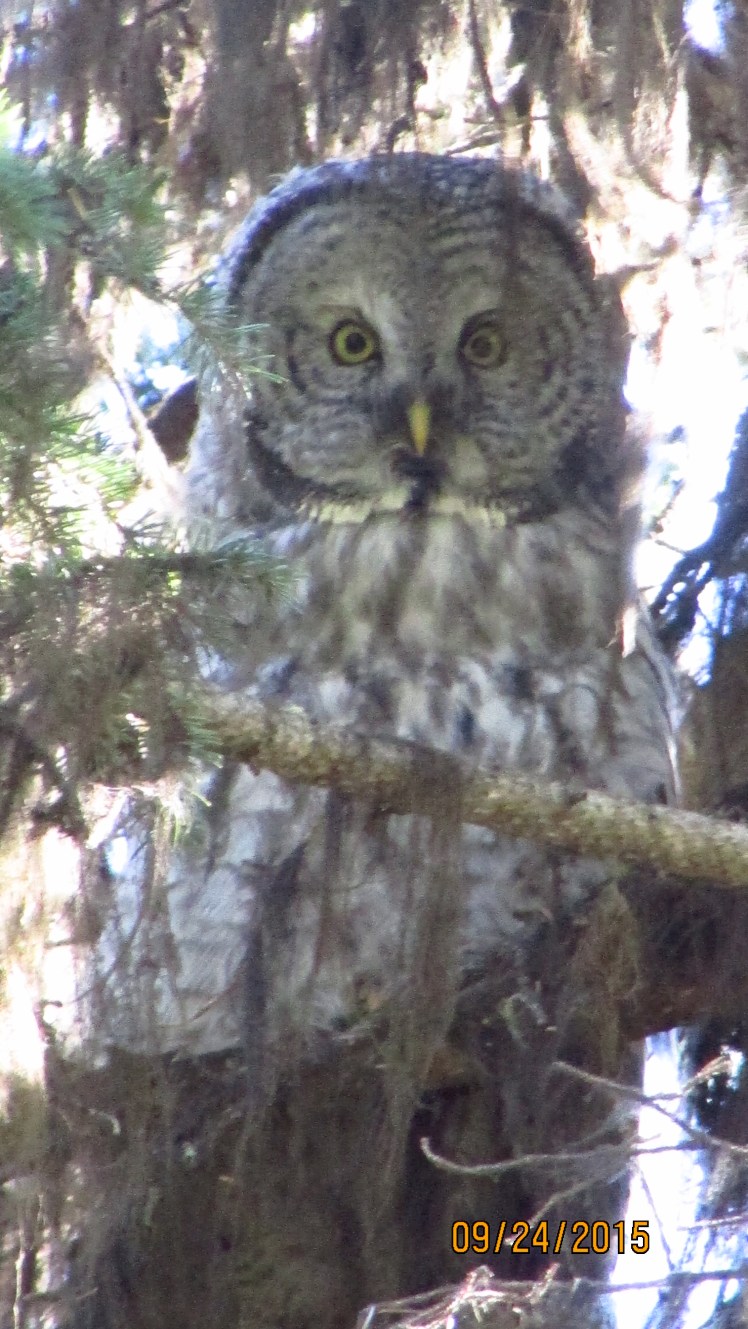 Yellow September 428