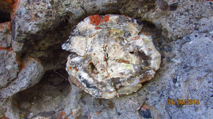 Yellow September 529